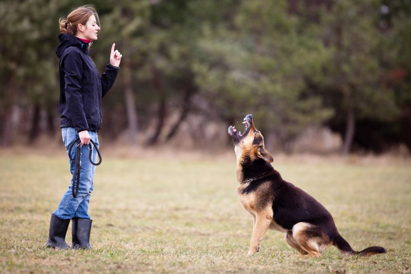 The Comprehensive Guide to Puppy Training in Knoxville, TN Skypie Network