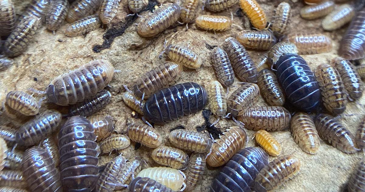 Exploring the World of Isopods in the UK: A Guide for Enthusiasts and Beginners